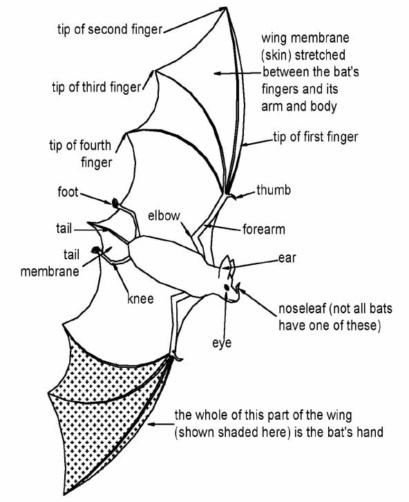 labelled diagram of a bat brown bat diagram repair wiring scheme labelled diagram of a bat brown bat diagram repair wiring scheme